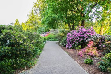 Bahar parkında Rhododendron bitkileri çiçek açtı.
