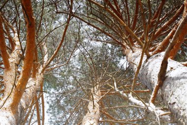 Pine tree tops in sunlight