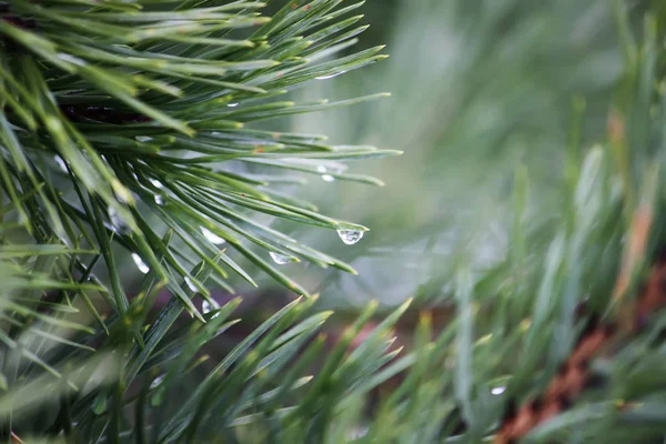 Beautiful pine tree branches — Stock Photo, Image