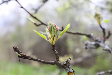 Güneş ışığında bir ağacın dalları, doğal yeşil bahar arka planı..
