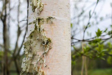 Güneş ışığında bir ağacın dalları, doğal yeşil bahar arka planı..