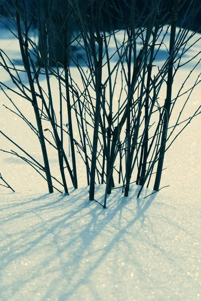 Naturalne tło zimowe — Zdjęcie stockowe