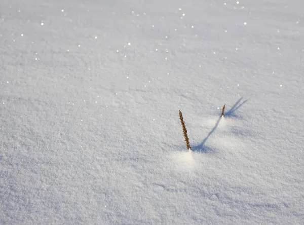 Hierba seca en prado cubierto de nieve en día de invierno soleado . — Foto de Stock