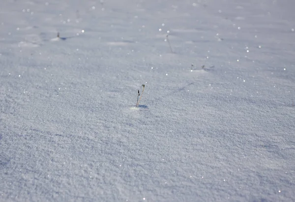 Świeża powierzchnia śniegu w słoneczny zimowy dzień. — Zdjęcie stockowe