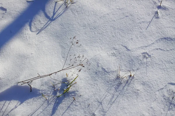 Torrt gräs på snötäckt äng i solig vinterdag. — Stockfoto