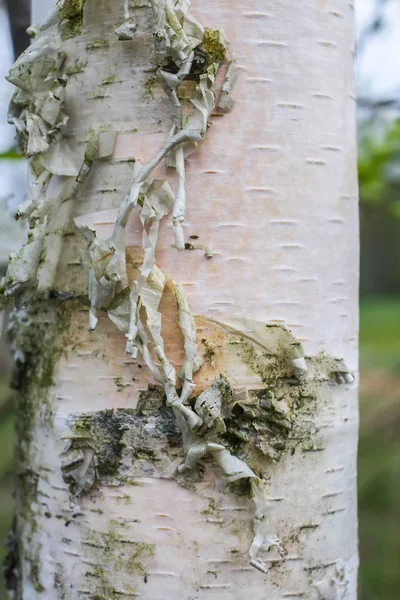 Takken van een boom in zonlicht, natuurlijke groene lente natuur achtergrond. — Stockfoto