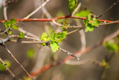 Bahar ormanlarında ağaç dallarında yeşil tomurcuklar.