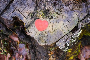 Ormandaki ağaç kütüğündeki küçük kırmızı dekoratif kalp..