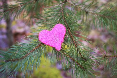 Yeşil çam ağacının dallarındaki dekoratif kalp..