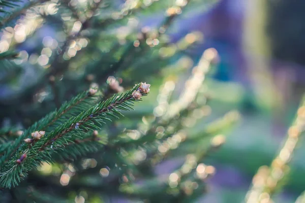 Spruce dalları güneş ışığında kapanır — Stok fotoğraf