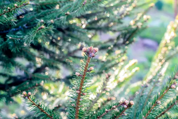 Grankvistar närbild i solljus — Stockfoto