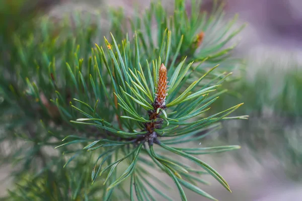 Spruce branches closeup in sunlight — 스톡 사진