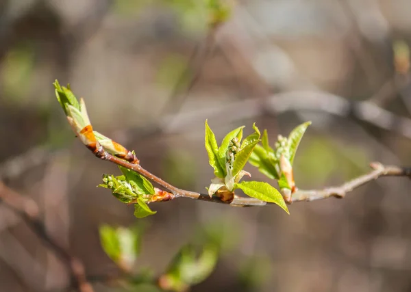 Green buds on tree branches in spring forest. — Stock Photo, Image