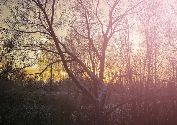 Green buds on tree branches in spring forest. — Stock Photo, Image