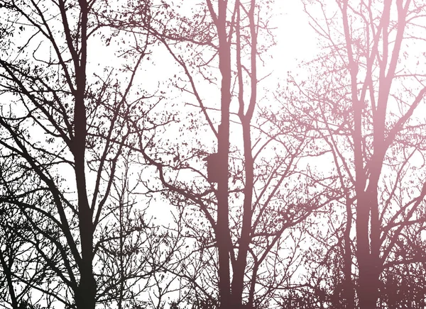 Çıplak ağaçların siluetleri. — Stok fotoğraf