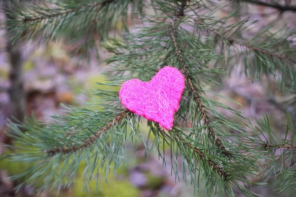 Corazón decorativo en ramas de pino verde al aire libre . — Foto de Stock