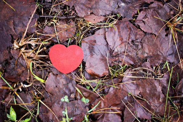 Pequeño corazón decorativo rojo sobre fondo de hojas de otoño . — Foto de Stock