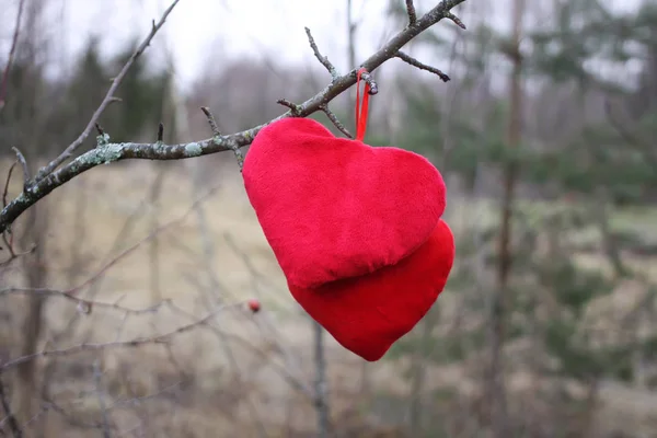 Kış parkındaki ağaç dalında asılı kırmızı pelüş kalpler. — Stok fotoğraf