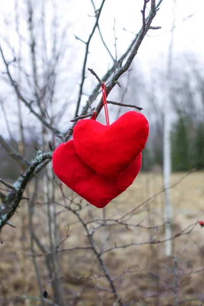 Red plush hearts hanging on the tree branch in winter park. — Stok Foto