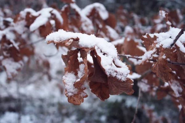 Oak branches in snow — 스톡 사진