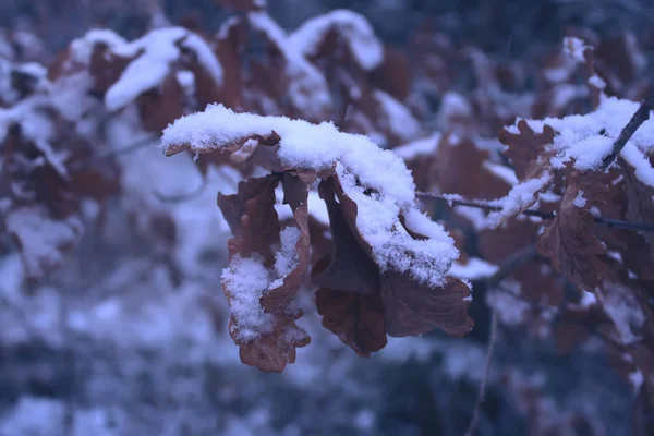 Eichenzweige mit Schnee im Winterpark — Stockfoto