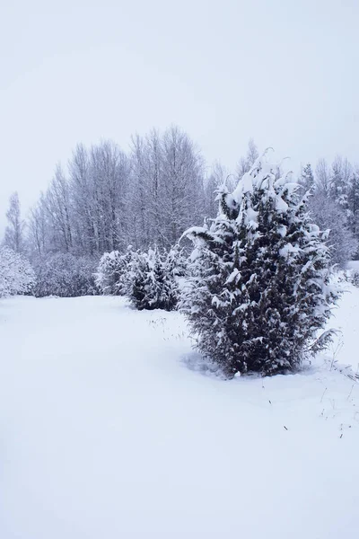 Paisagem de inverno com árvores cobertas de neve. — Fotografia de Stock