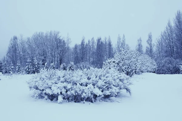 Árvores com neve no parque de inverno — Fotografia de Stock