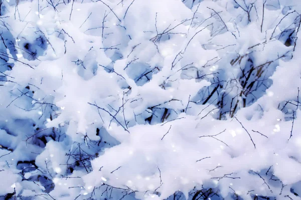 Trädgrenar med snö i vinterparken — Stockfoto
