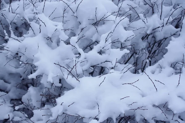 Rami di Bush dopo nevicate nel parco invernale — Foto Stock