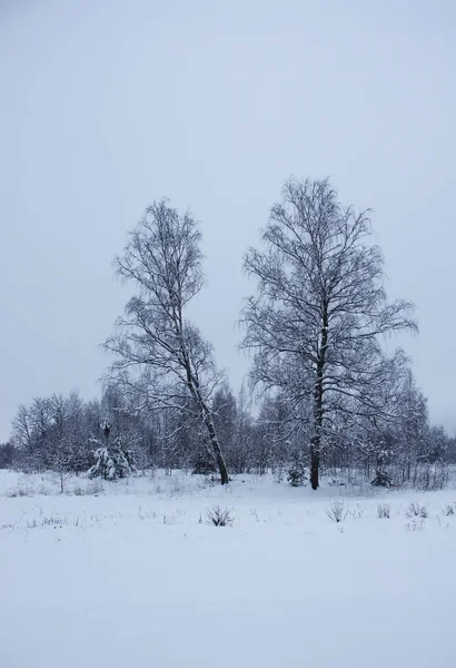 雪に覆われた木々の冬の風景. — ストック写真