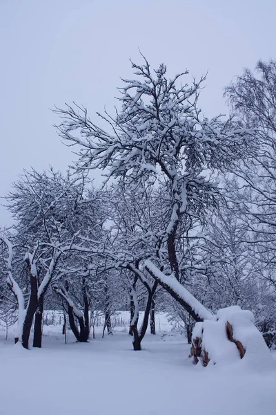 Karla kaplı ağaçlarla kaplı kış manzarası. — Stok fotoğraf