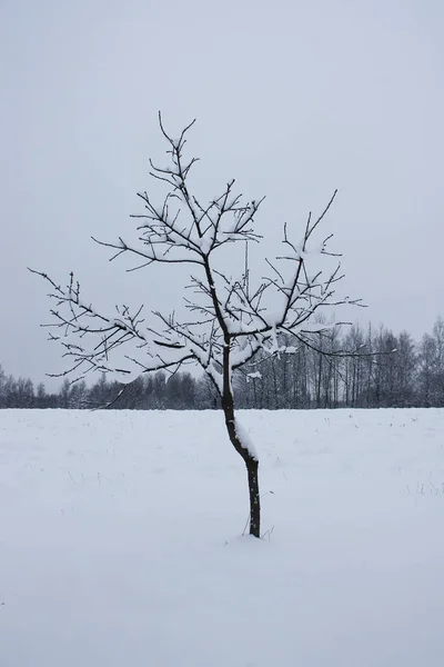 Paisaje invernal con árbol cubierto de nieve. — Foto de Stock