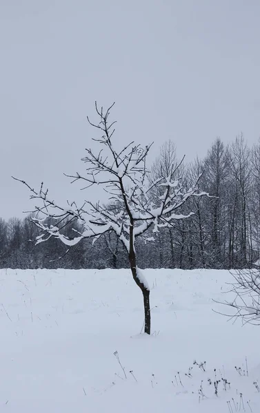 Paisagem de inverno com árvore coberta de neve. — Fotografia de Stock