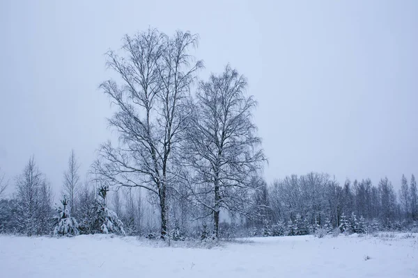 Vinterlandskap med snötäckta träd. — Stockfoto