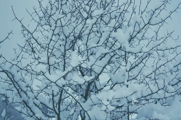Trädgrenar med snö i vinterparken — Stockfoto
