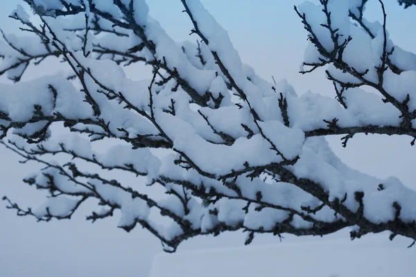 Gałęzie drzew ze śniegiem w zimowym parku — Zdjęcie stockowe