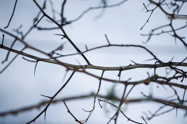 Bare tree branches on winter sky background in park — Stock Photo, Image