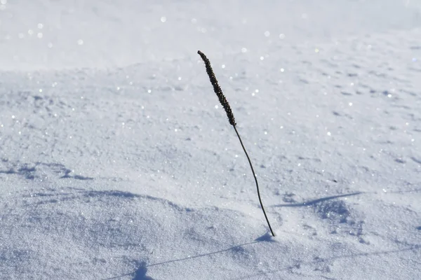 Dry grass on snow covered meadow in sunny winter day. — Stock Photo, Image