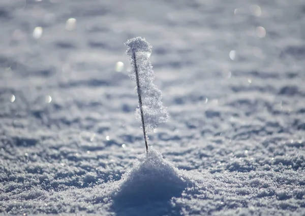 Hierba seca en prado cubierto de nieve en día de invierno soleado . — Foto de Stock