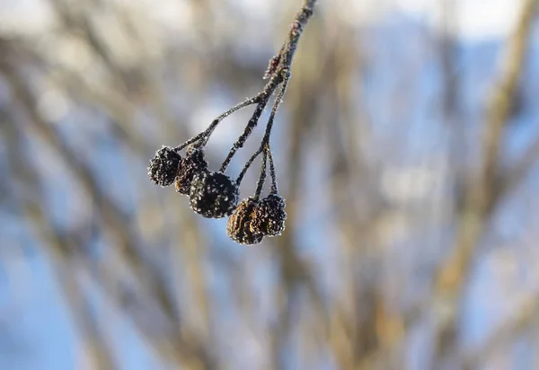 Dry black aronia hanging on the bush — Stock Photo, Image