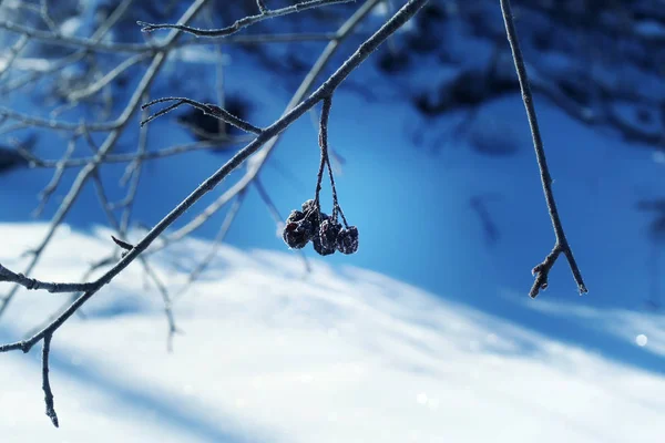 Dry aronia berries hanging on the bush — 스톡 사진