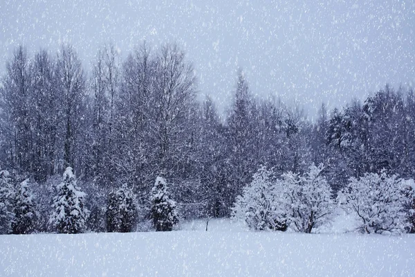 Wunderschöne Winterlandschaft mit schneebedeckten Bäumen. — Stockfoto