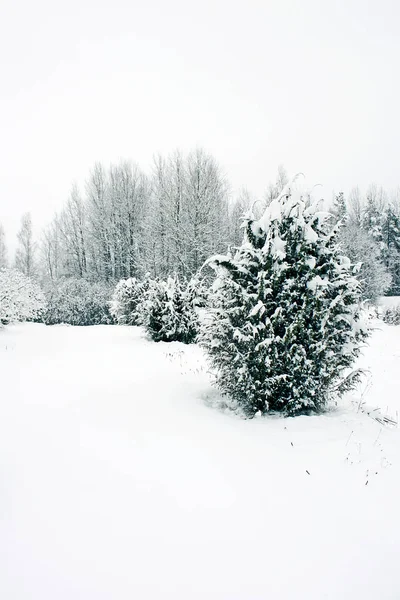 Paisagem de inverno na Letónia, Europa Oriental — Fotografia de Stock