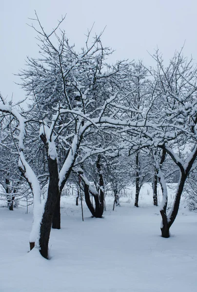 Winter landscape in Latvia, East Europe — Stock Photo, Image