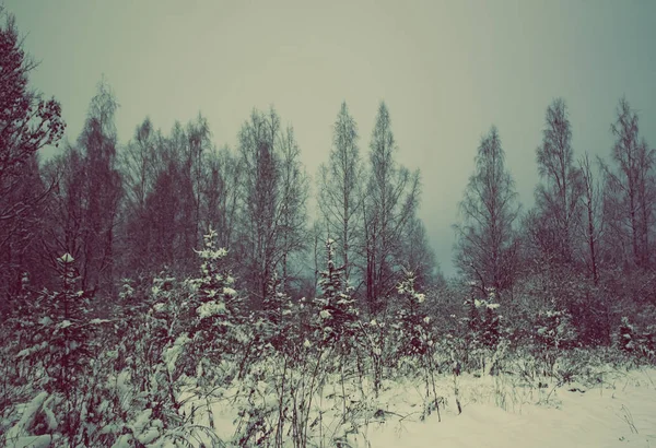 Winter landscape in Latvia, East Europe — Stock Photo, Image