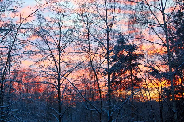 冬の明るい夕日 — ストック写真
