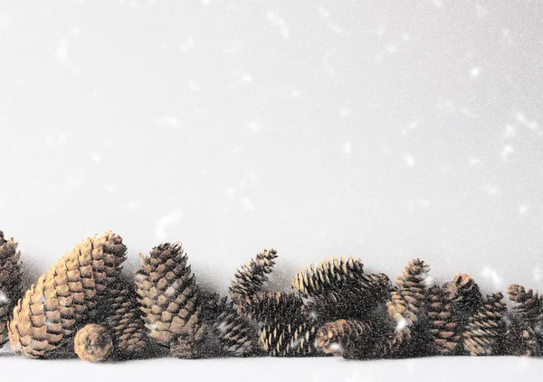 Firavun ağacı konileri ve kar. — Stok fotoğraf