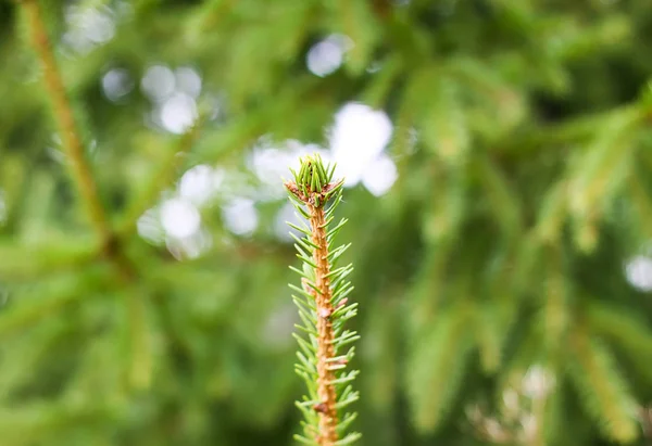 Groene stekelige pluizige dennenboom tak close up. — Stockfoto