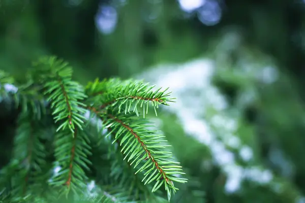 Verde spinoso soffice ramo di abete vicino . — Foto Stock