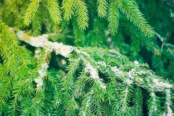 Verde espinhoso abeto fofo ramo de árvore de perto . — Fotografia de Stock